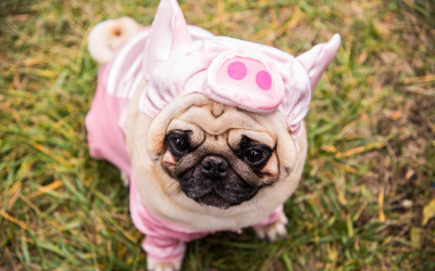 image for Halloween Safety
