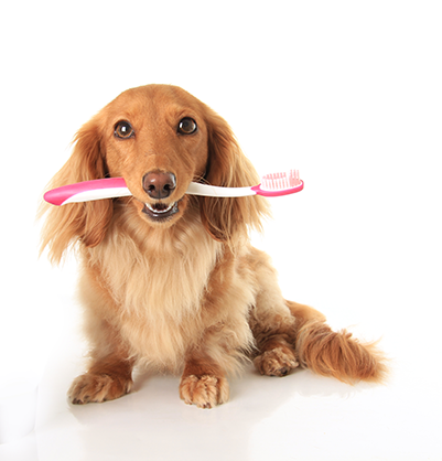 image for February is Pet Dental Month!